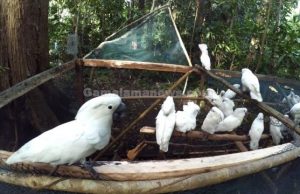 117 Burung Paruh Bengkok Dilepasliarkan di CA Gunung Sibela