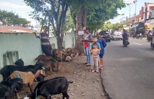 Jelang Hari Raya Idul Adha Pedagang Hewan Kurban Raup Untung Puluhan Juta