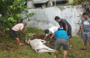 BNI Cabang Ternate Berbagi Hewan Kurban