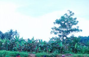 Jembatan Kaputusang Diproyeksikan di 2018