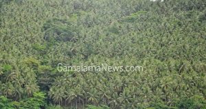 Tanaman Asli Maluku Utara, jadi Unggulan Indonesia