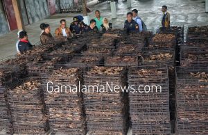 Setelah Ekspor Perdana ke Jepang, Menyusul Ternate juga Lakukan Ekspor ke Amerika