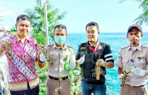 Perdagangan Lobster Undersize di Gagalkan Crustacea Team BKIPM Ternate