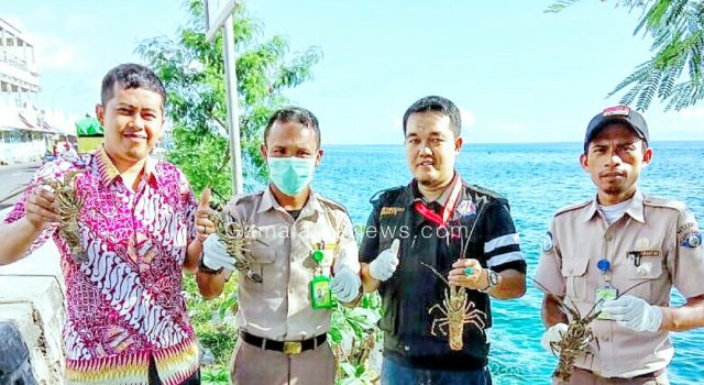 Perdagangan Lobster Undersize di Gagalkan Crustacea Team BKIPM Ternate