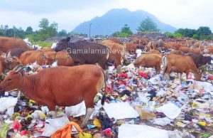 Sepanjang 2017 Sebanyak 1.692 Ekor Sapi di Kirim Keluar Malut