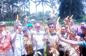 Bupati Panen Jagung Bersama Kelompok Tani Pale-pale