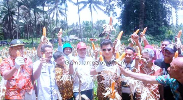 Bupati Panen Jagung Bersama Kelompok Tani Pale-pale
