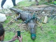 Heboh, Warga Tiga Desa di Oba Tengah Tangkap Buaya 2,6 meter