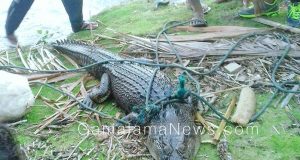 Heboh, Warga Tiga Desa di Oba Tengah Tangkap Buaya 2,6 meter