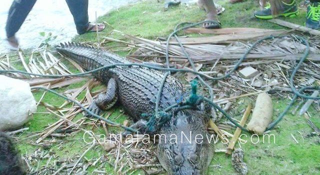 Heboh, Warga Tiga Desa di Oba Tengah Tangkap Buaya 2,6 meter