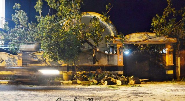 Lagi, Akibat Pohon Tumbang Sepasang Suami Istri Dilarikan Kerumah Sakit
