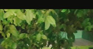 Polsek Obi Ajak Warga Jaga Kamtibmas