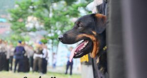 Pilgub 2018, Polda Malut Terjunkan 2 Anjing milik Polisi