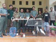 Melalui Pantauan di Medsos Tim KSDA dan Profauna Amankan Belasan Satwa Dilindungi