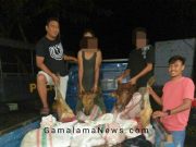 Pelaku Pencurian Sapi dengan Modus Baru, Tertangkap