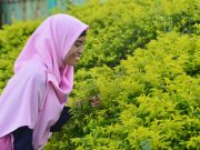 Cinta pertama
