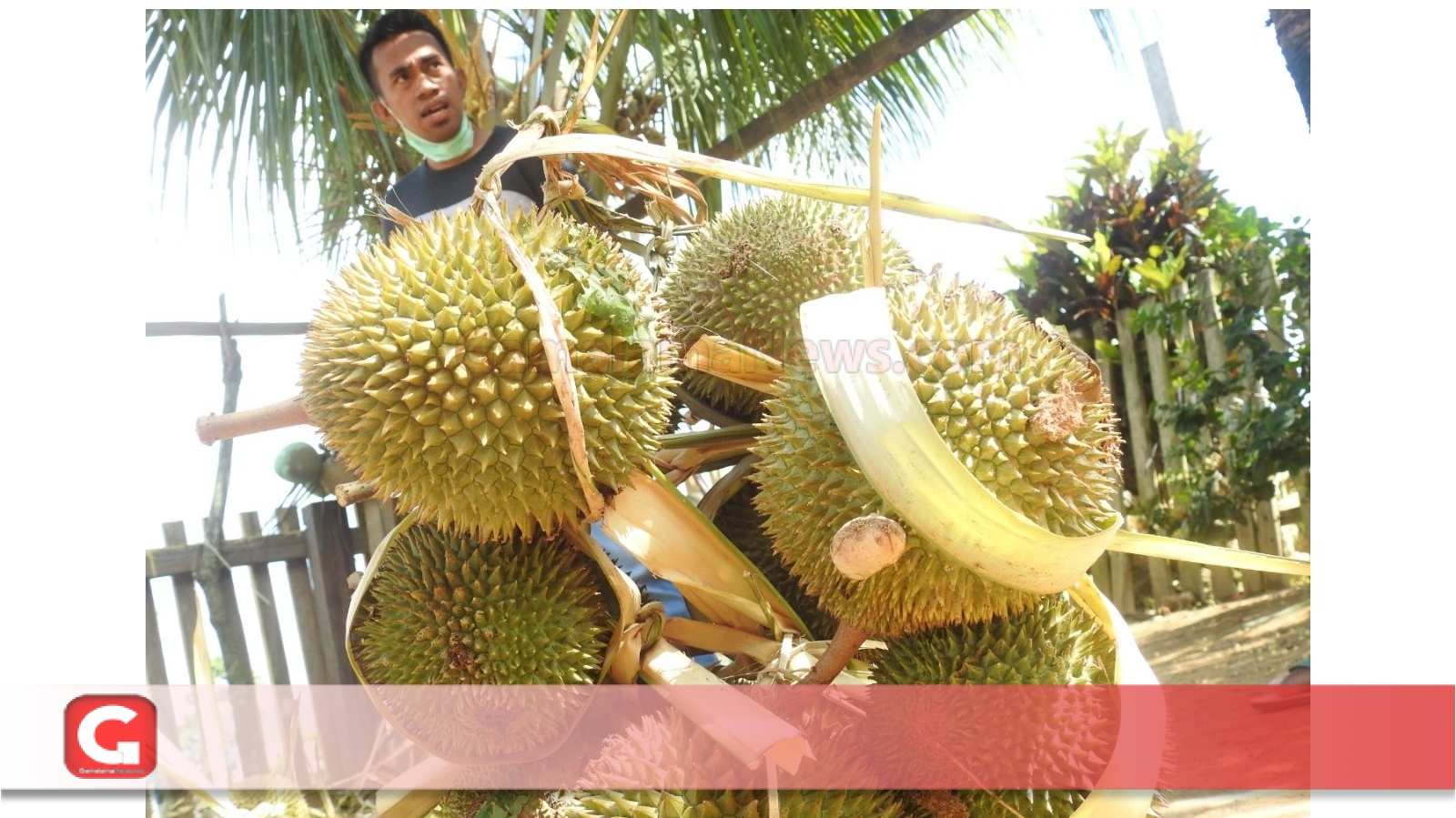  Harga  Buah  Durian Di Taliabu per  Buah  Hanya Rp 2 500 