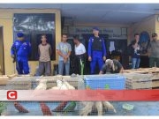 Polair Polda Malut Gagalkan Penyelundupan Puluhan Hewan yang Dilindungi ke Filipina