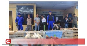 Polair Polda Malut Gagalkan Penyelundupan Puluhan Hewan yang Dilindungi ke Filipina