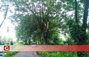 Pohon Tumbang, Potensi Korbankan Pengguna Jalan
