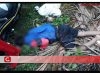 Tabrak Sapi, Pengendara Blade Tewas di Tempat