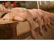 Ayam Daging Busuk, Rugikan Konsumen