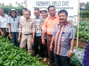 Dinas Pertanian Halmahera Utara Targetkan Swasembada Bawang Merah