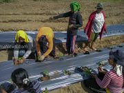 Harita Nickel bersama Ibu-Ibu Desa Kawasi Bangun Kemandirian Melalui Program Peningkatan Tanaman Pangan dan Holtikultura