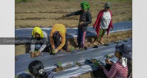Harita Nickel bersama Ibu-Ibu Desa Kawasi Bangun Kemandirian Melalui Program Peningkatan Tanaman Pangan dan Holtikultura