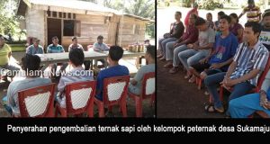 Sapi Bantuan Digulirkan Kembali Oleh Kelompok Ternak Desa Sukamaju
