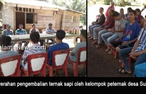 Sapi Bantuan Digulirkan Kembali Oleh Kelompok Ternak Desa Sukamaju