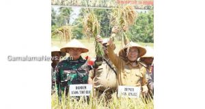 Usai Buka Kegiatan TMMD, Bupati Halut Saksikan Panen Raya