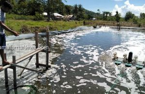 Wujudkan Visi Misi Kota Jasa Berbasis Agro-Marine, DKP Kota Tikep Bakal Panen Udang Vaname 2 Ton