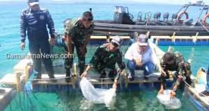 Tinjau KJA, Lanal Morotai Lepas Bibit Ikan Kakap Putih Sebanyak 1.500 Ekor