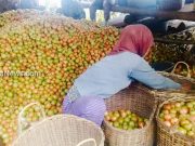Industri Saus Tomat Rencana Dibangun 2020