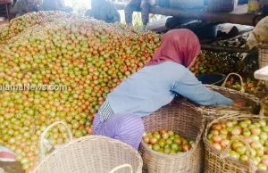 Industri Saus Tomat Rencana Dibangun 2020
