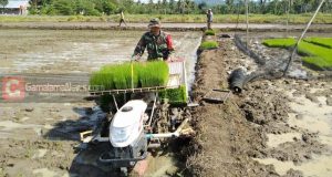 Babinsa Koramil 1508-05/Daruba Bantu Petani Tanam Padi