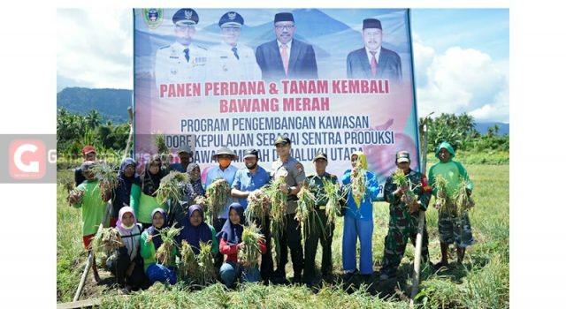 Hebat, Di Tengah Virus Corona, Petani di Tidore Berhasil Panen Bawang Merah 15 Ton