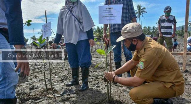 Program Nasional Padat Karya Tunai berupa Penanaman Mangrove