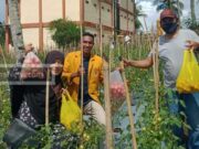 Kelompok Tani Hijau Berseri Binaan Pimpinan Pemuda Muhammadiyah Malut Panen Perdana Tomat Servo