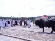 Gubernur Malut Serahkan Hewan Kurban dari Presiden RI Usai Sholat Idul Adha